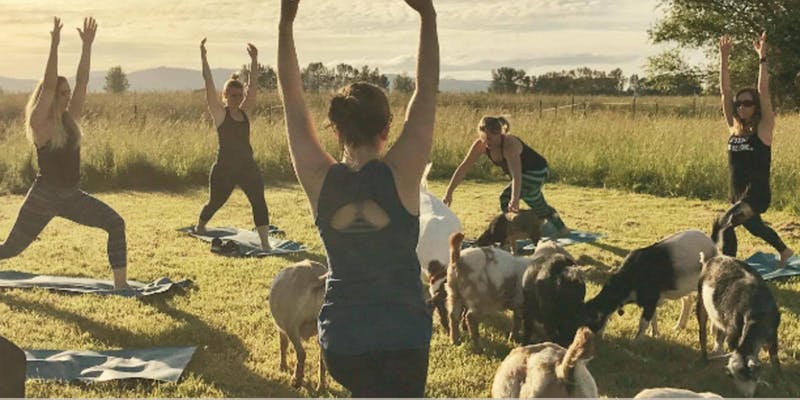Goat Yoga at the YMCA
