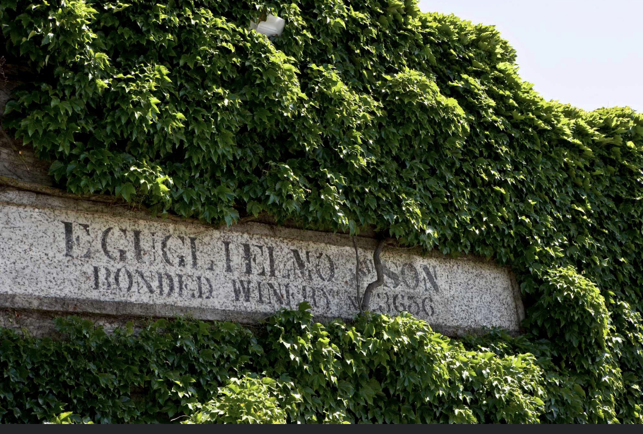 Guglielmo Winery Ivy wall with title