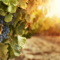 Guglielmo Winery Sustainability