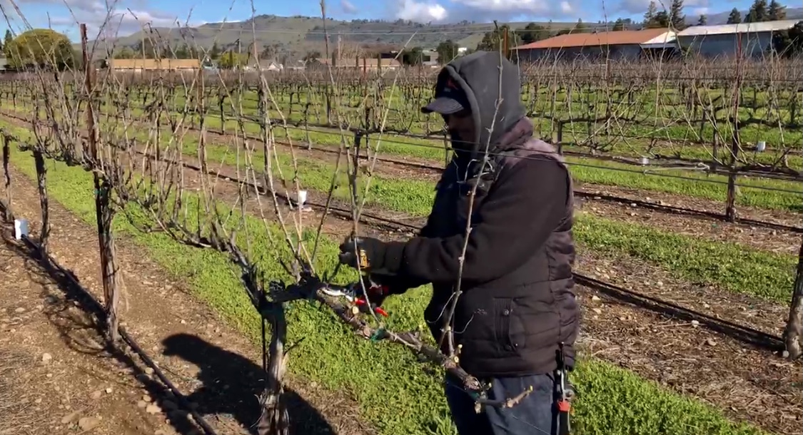 Pruning at Guglielmo Winery